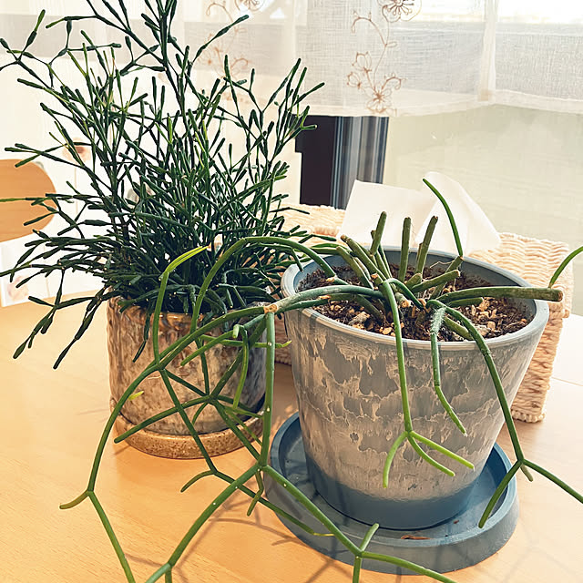 coochanさんの部屋