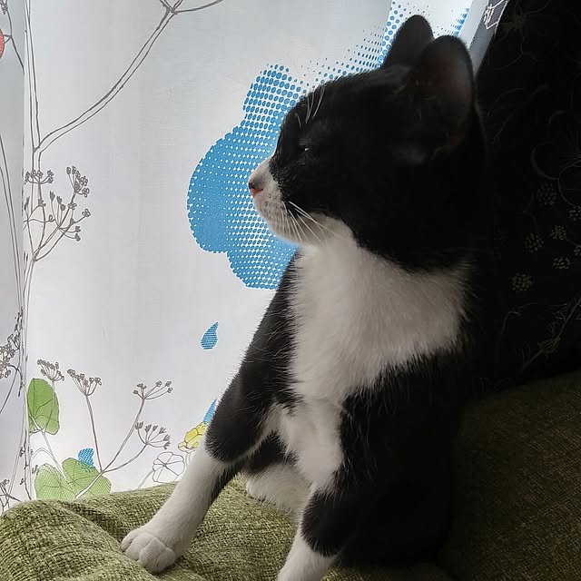 Gomaさんの実例写真