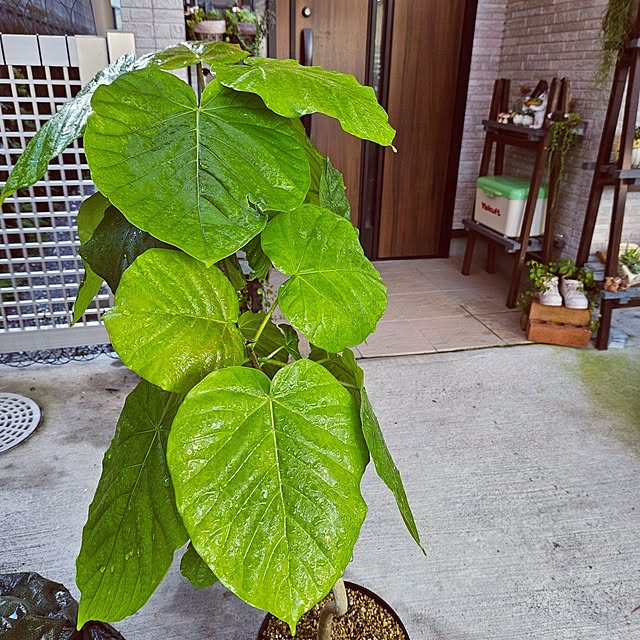 mocomocoさんの部屋