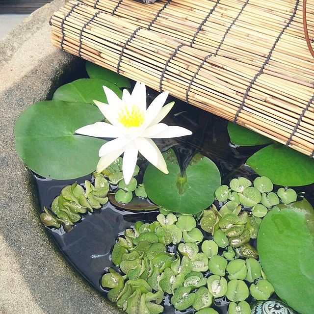 MIPORINNさんの部屋