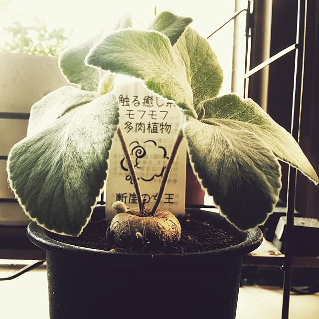 kuroさんの実例写真