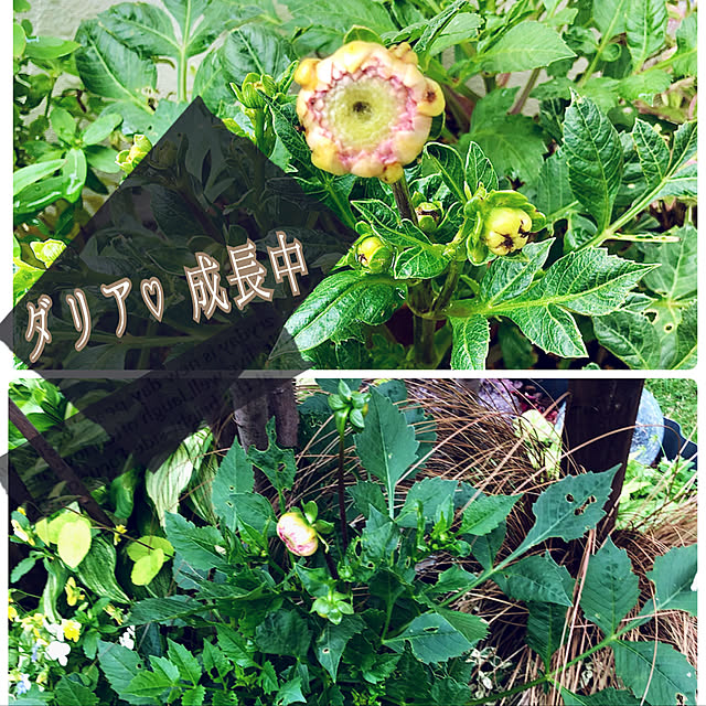 hinamamaさんの実例写真