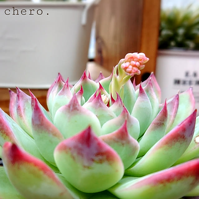 chero.さんの実例写真
