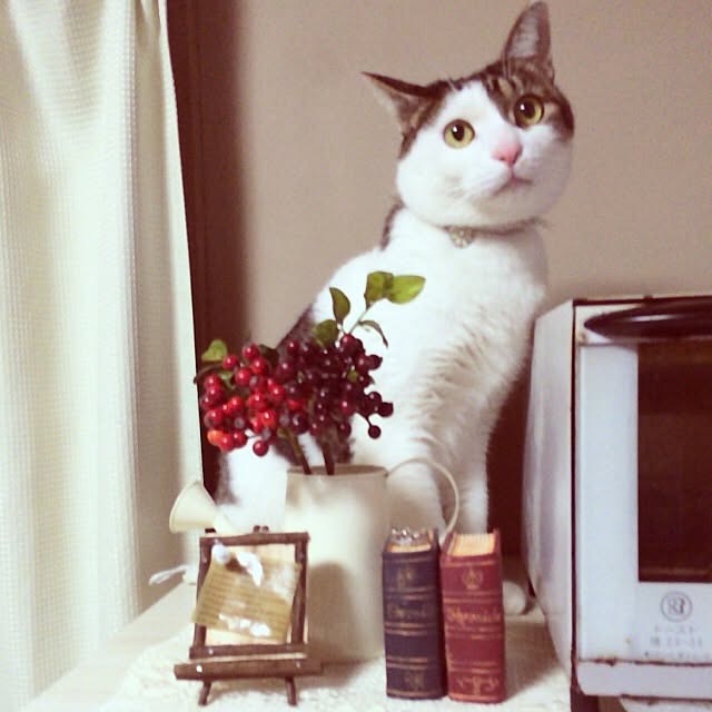 lovely_cocoaさんの実例写真
