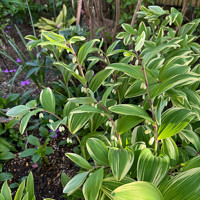 mamizaさんの部屋