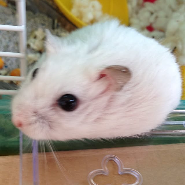 jnjnforesterさんの実例写真
