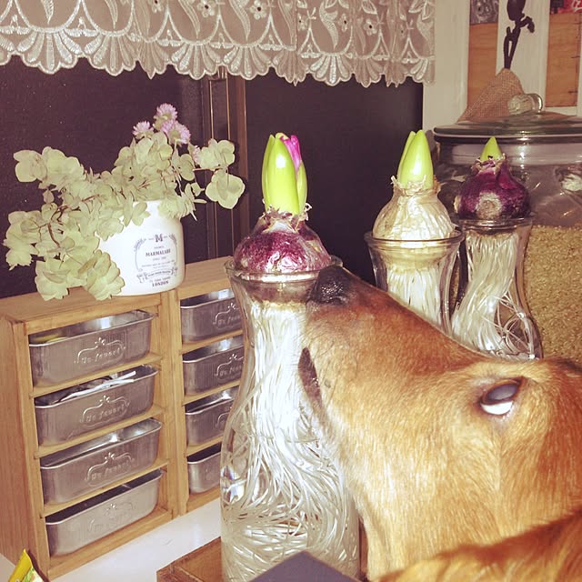 maruさんの実例写真