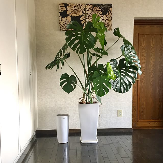ベッド周り/一人暮らし/観葉植物のインテリア実例 - 2017-04-30 07:24:17