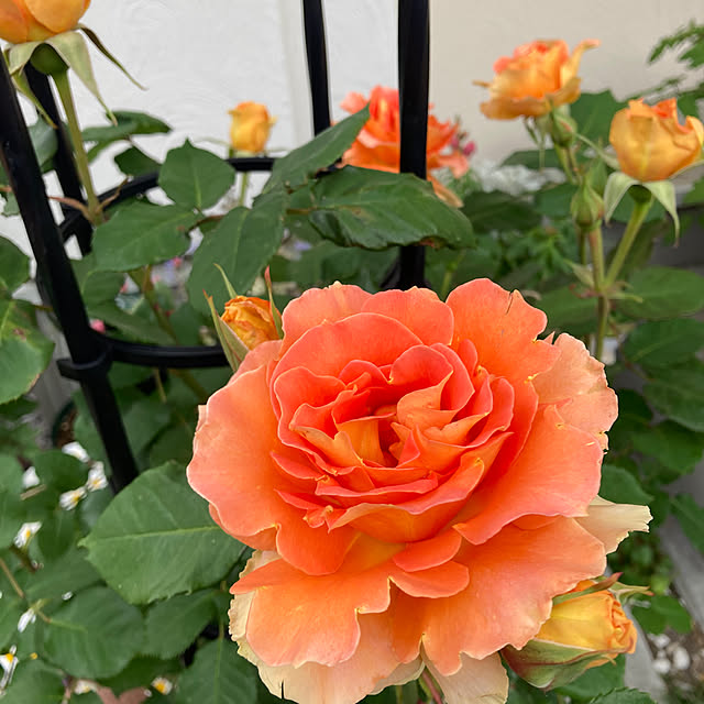 kuroさんの実例写真