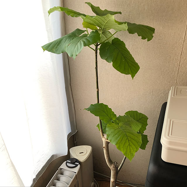 youchanさんの実例写真