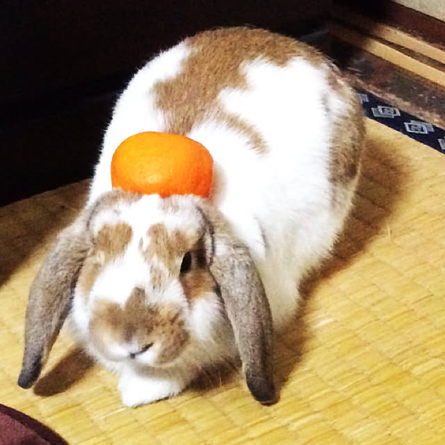 ratekoさんの実例写真