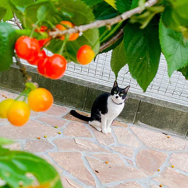 moolさんの実例写真