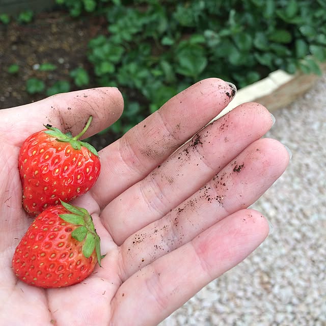 ikumiさんの実例写真