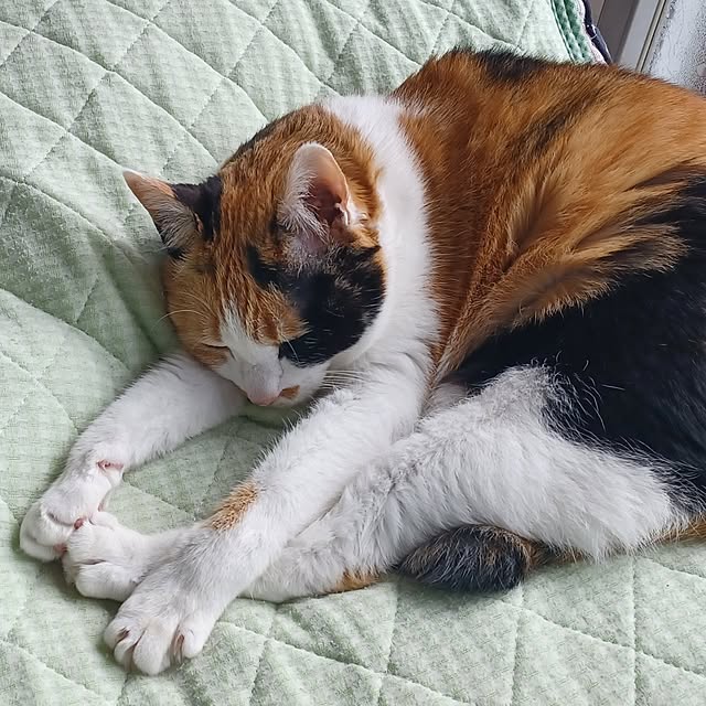 nanaさんの部屋