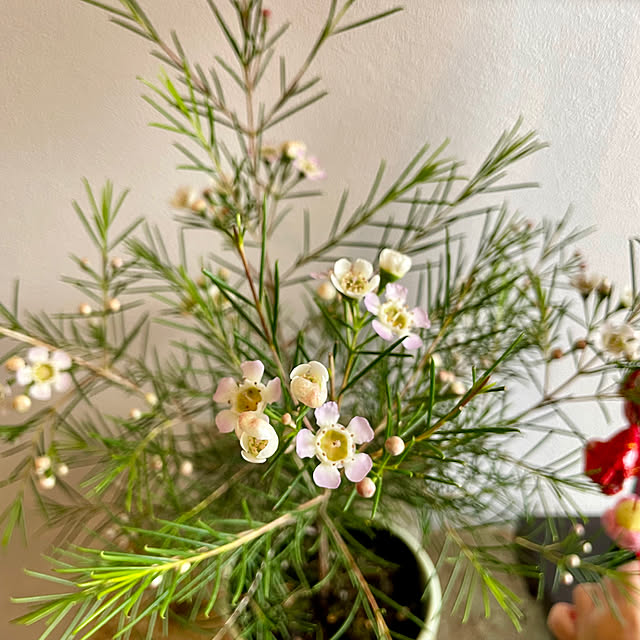 miraiiさんの部屋