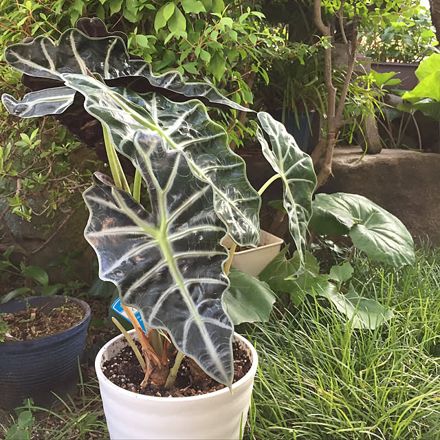 buchiさんの実例写真