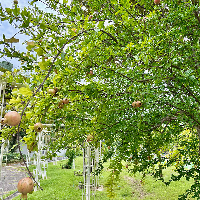naokoさんの部屋