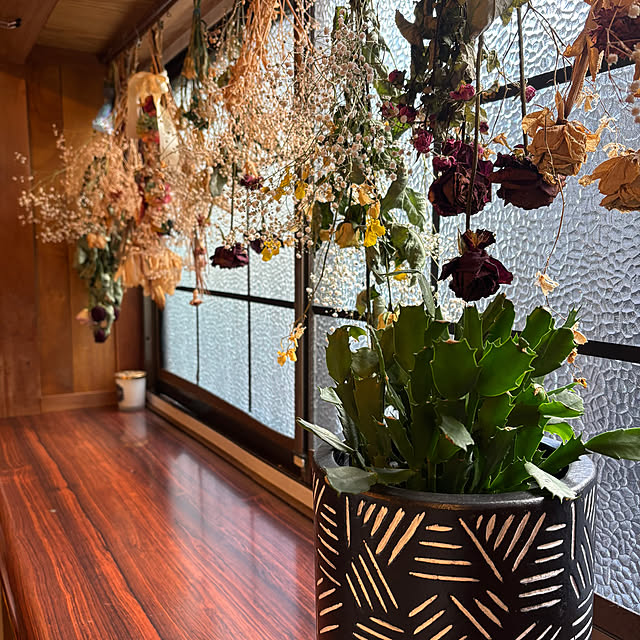 リビング/出窓の観葉植物達/出窓スペース/出窓のインテリア/出窓ディスプレイ...などのインテリア実例 - 2024-12-23 13:25:43