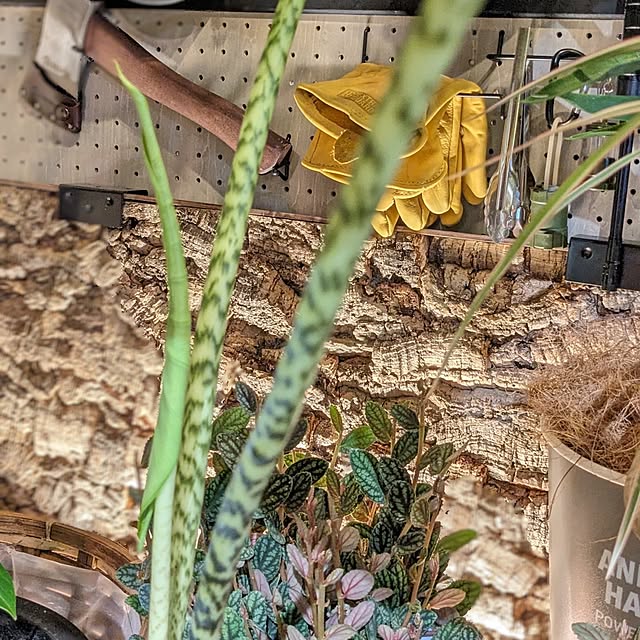 GINさんの部屋