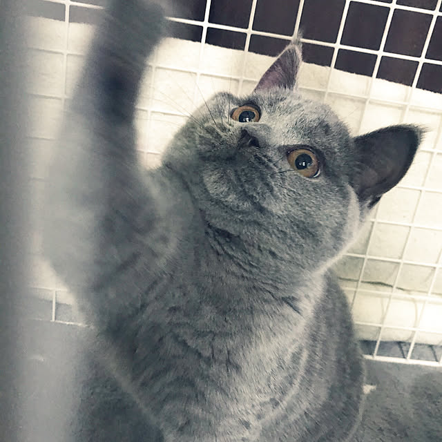 NEKOARUKIさんの実例写真