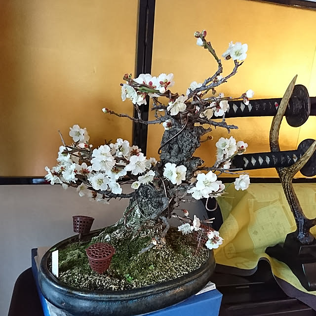 bonobono54さんの実例写真
