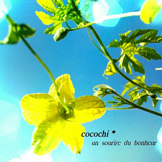 cocochiさんの実例写真