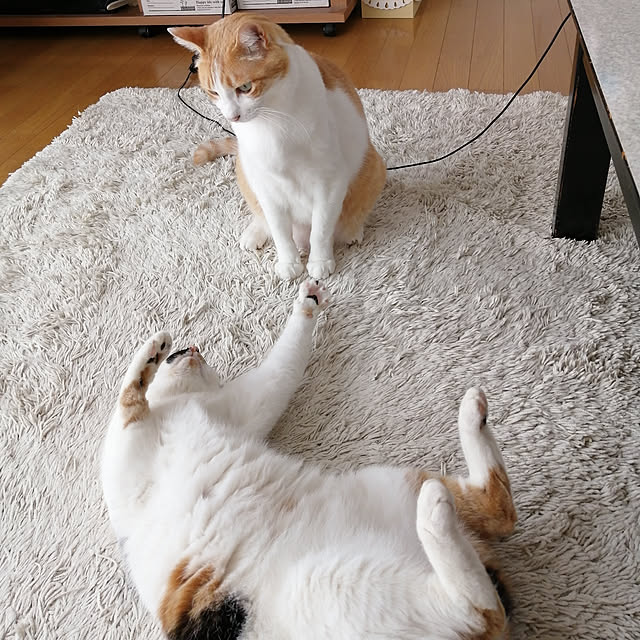 Kinanさんの実例写真