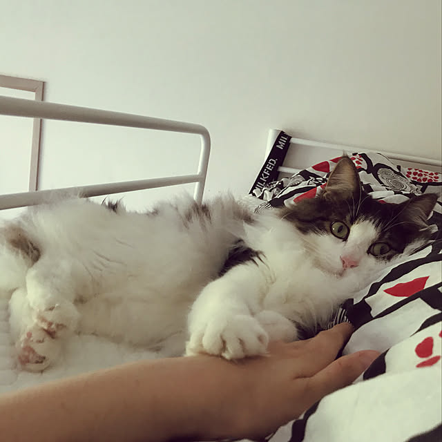 asuさんの実例写真