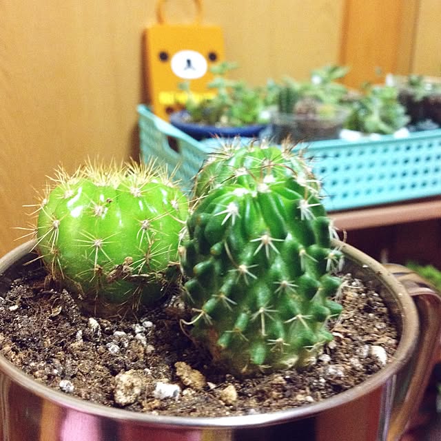 CHIROさんの実例写真