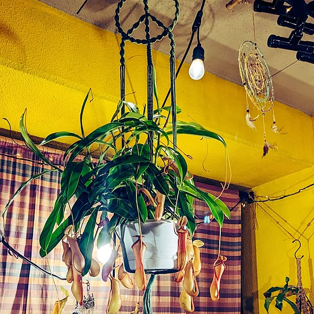 壁/天井/観葉植物のインテリア実例 - 2024-04-22 08:32:25