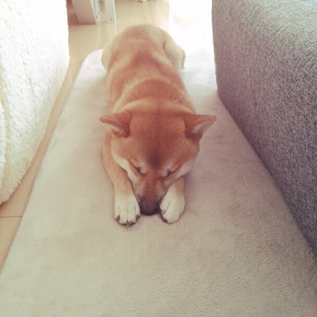 kotaさんの実例写真