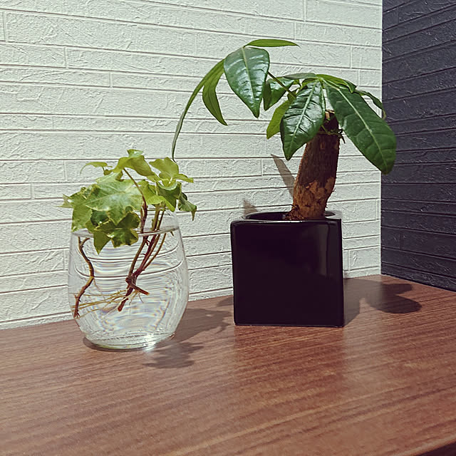 バス/トイレ/黒いお家/100均/観葉植物/フェイクグリーン...などのインテリア実例 - 2022-05-25 18:33:17