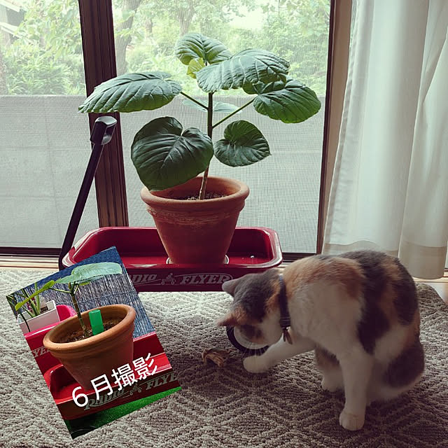 fukuさんの実例写真