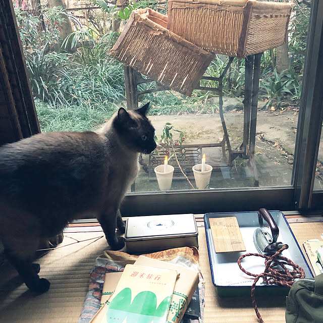 neko-2.2.2runmuさんの実例写真
