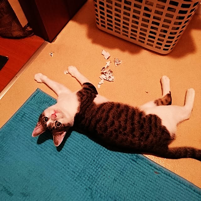 kiraさんの実例写真