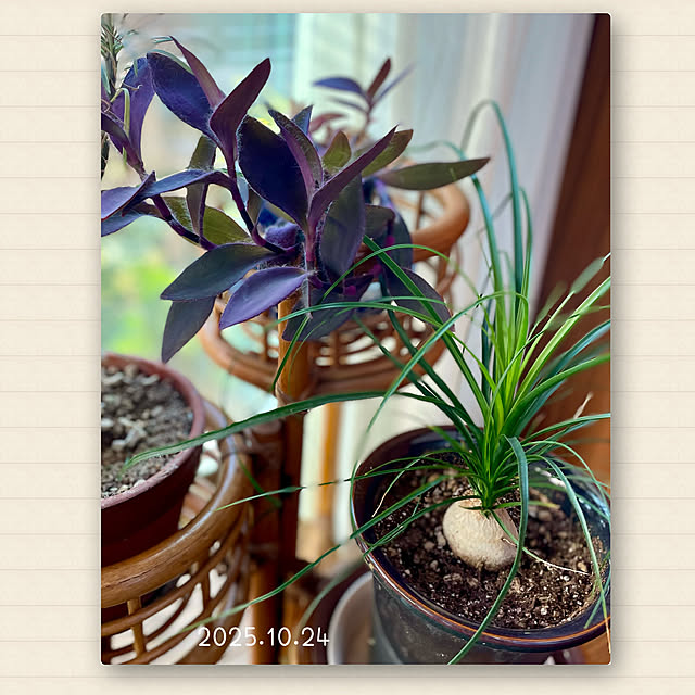 buchiさんの部屋