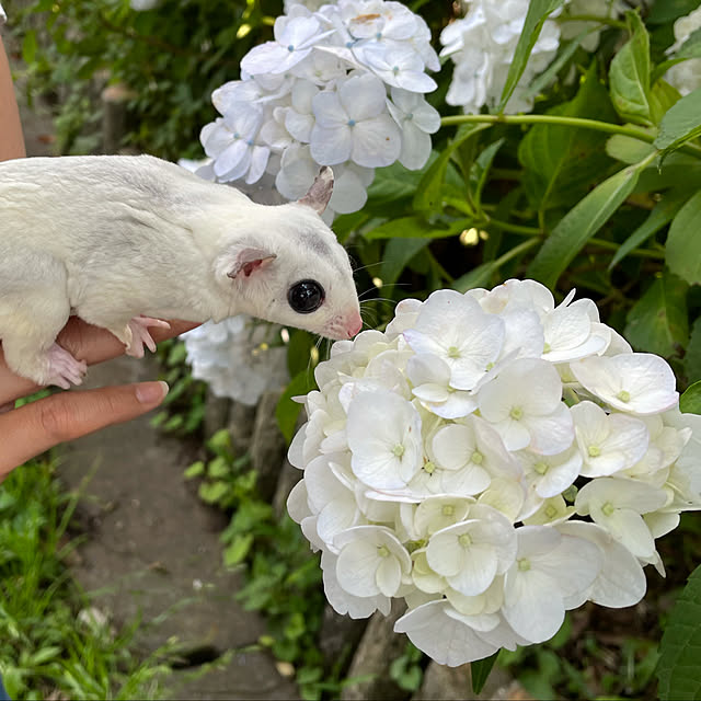 sさんの実例写真