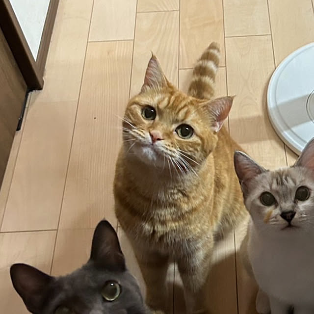 nekoさんの部屋