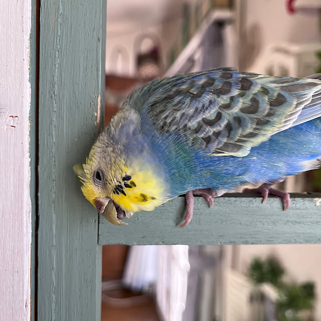 Atsukoさんの部屋