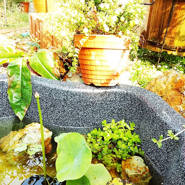 実例写真