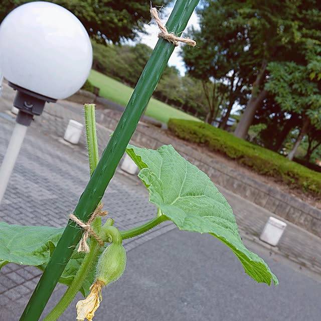 Ohigeさんの実例写真