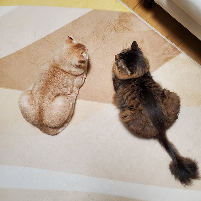 makoさんの実例写真