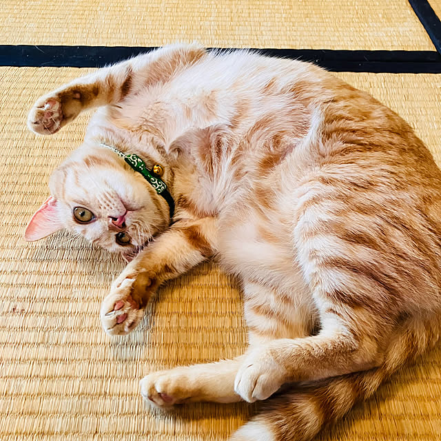 tomorinさんの実例写真
