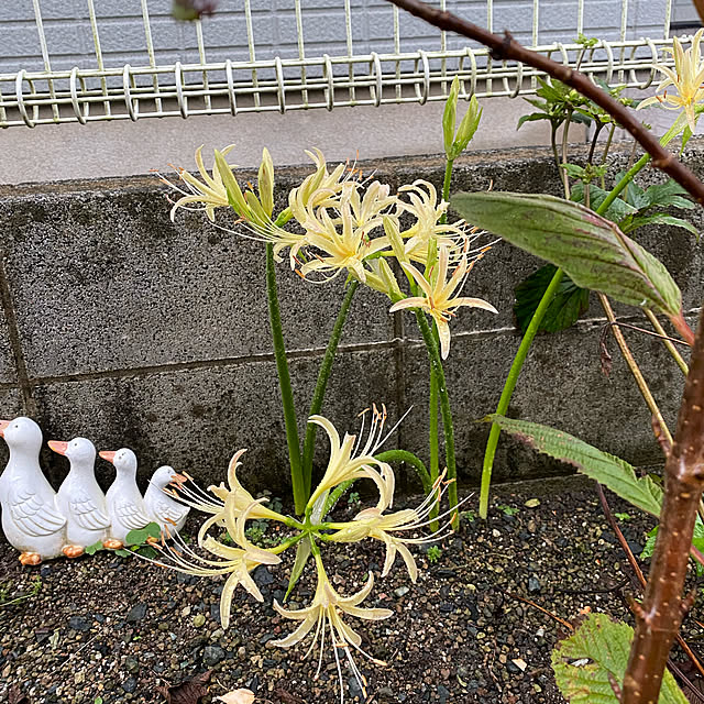 chIoeさんの実例写真