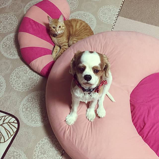 momenさんの実例写真