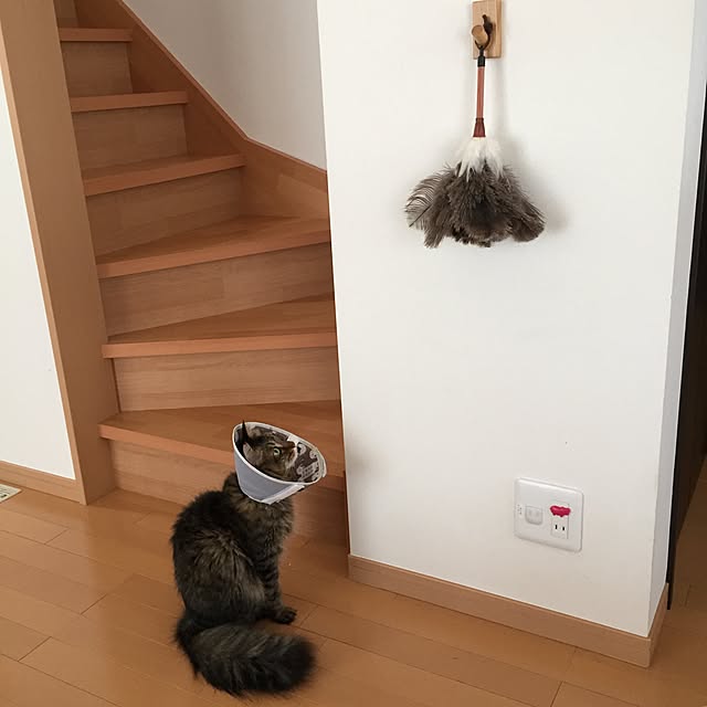 yuki0511さんの実例写真
