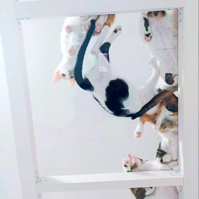 kirakirahikaruさんの実例写真