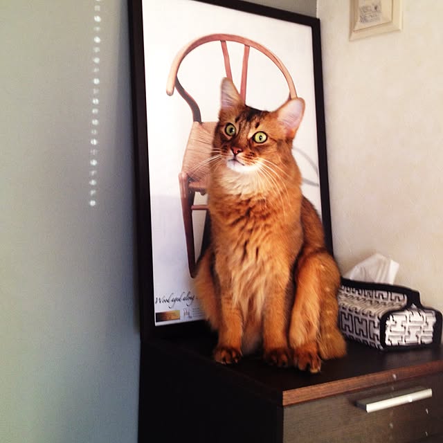 shihoさんの実例写真