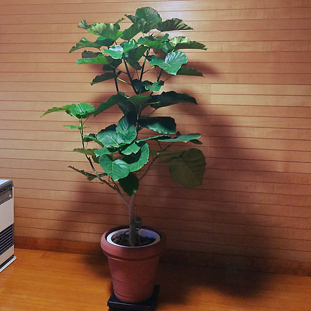 cherrycherryさんの実例写真