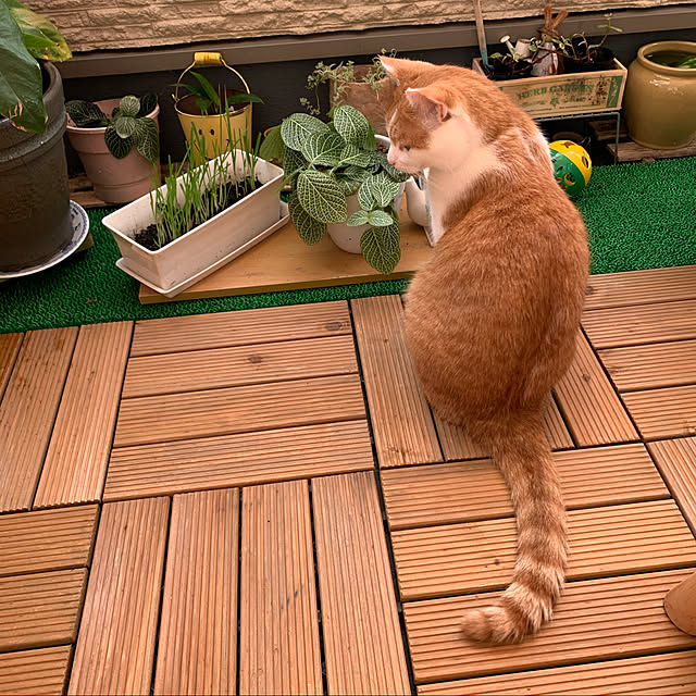 Toyomiさんの実例写真